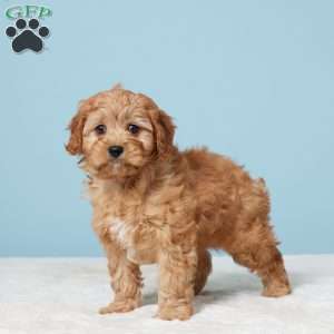 Mindy, Cavapoo Puppy